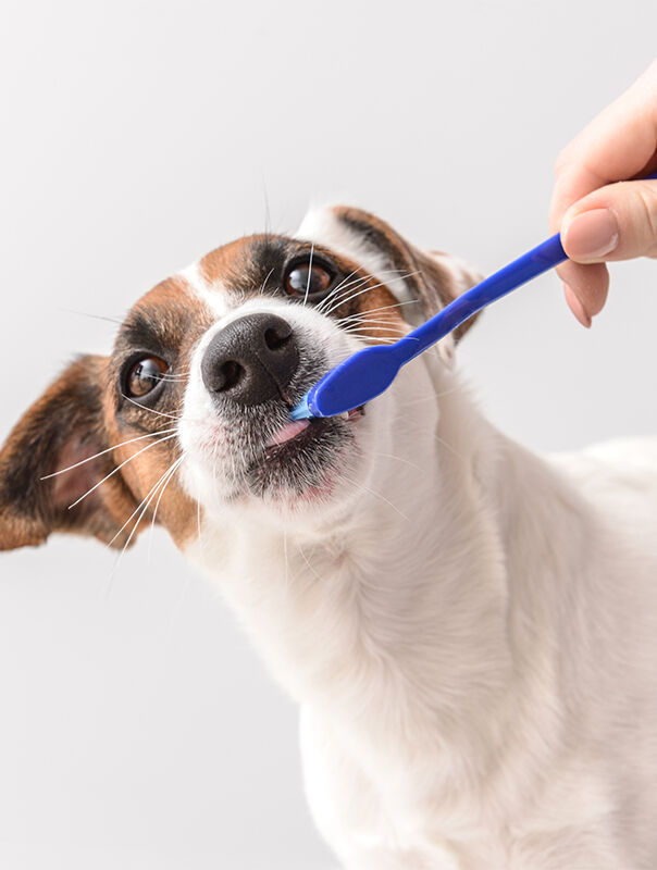 hand holding toothbrush to dog's teeth